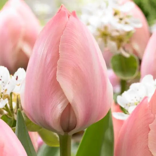 Tulip Salmon Van Eijk, FALL PLANTING BULBS Caribbean garden seed