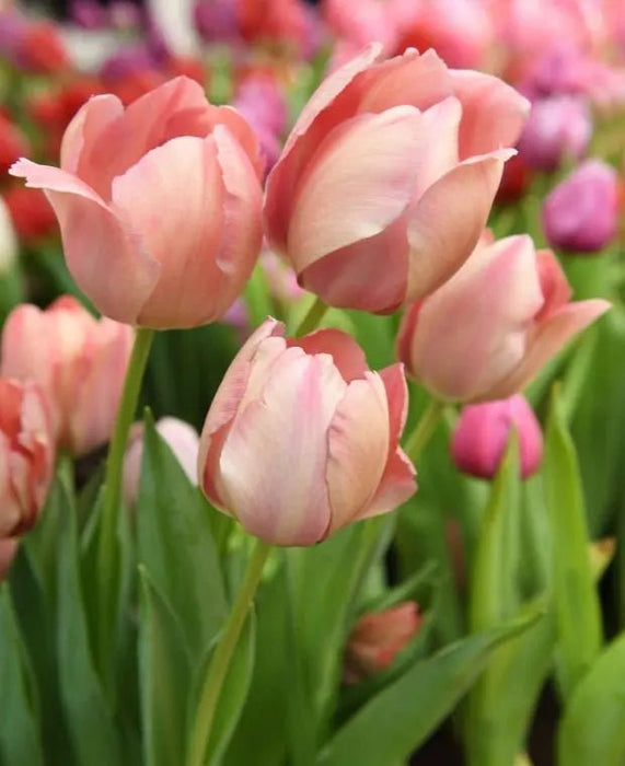 Tulip Salmon Van Eijk, FALL PLANTING BULBS Caribbean garden seed