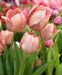 Tulip Salmon Van Eijk, FALL PLANTING BULBS Caribbean garden seed