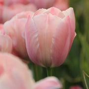 Tulip Salmon Van Eijk, FALL PLANTING BULBS Caribbean garden seed