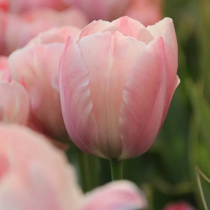 Tulip Salmon Van Eijk, FALL PLANTING BULBS Caribbean garden seed