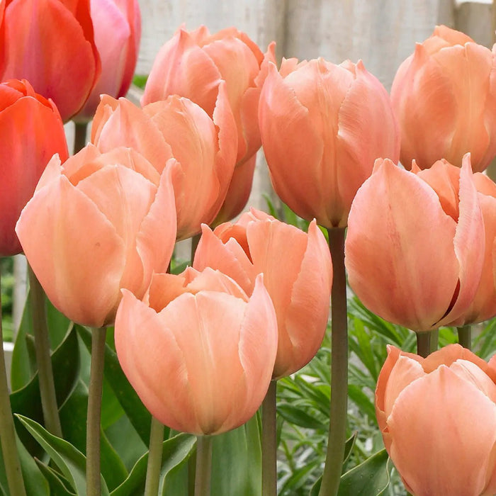 Tulip Salmon Van Eijk, FALL PLANTING BULBS Caribbean garden seed