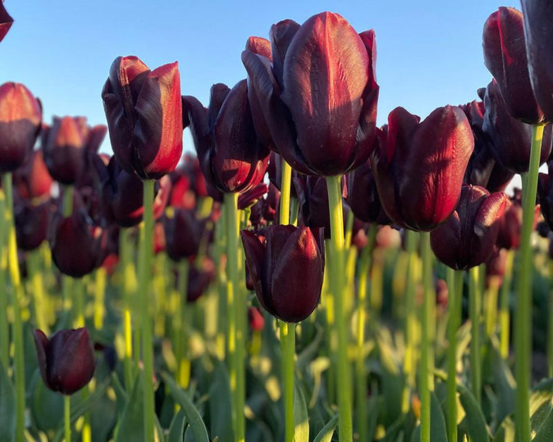 Tulip HOT CHOCOLATE (Single Late) fall planting Bulbs CARIBBEAN GARDEN SEED