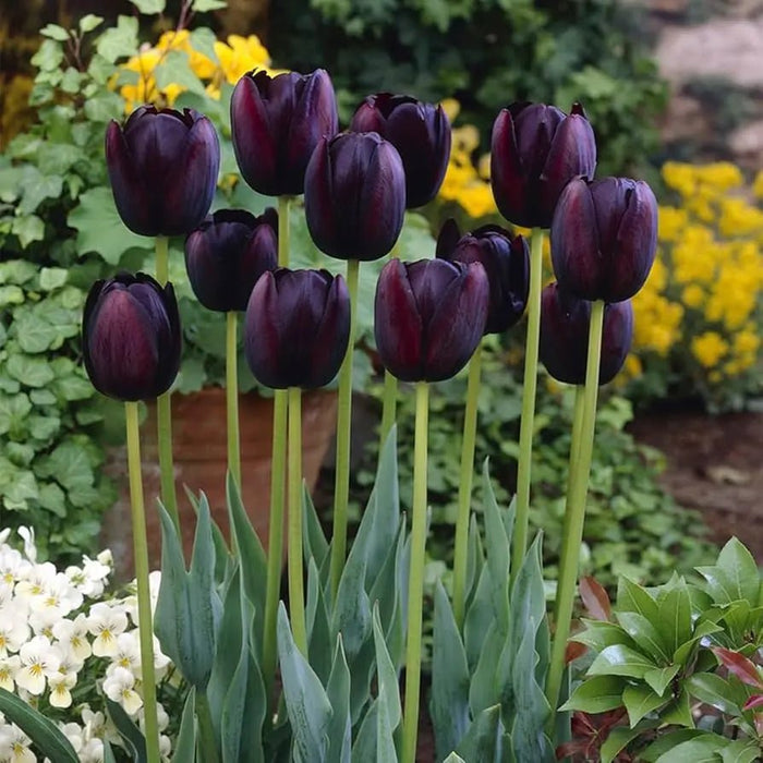 Tulip HOT CHOCOLATE (Single Late) fall planting Bulbs CARIBBEAN GARDEN SEED