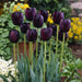 Tulip HOT CHOCOLATE (Single Late) fall planting Bulbs CARIBBEAN GARDEN SEED