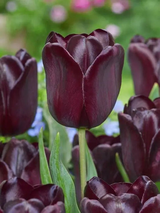 Tulip HOT CHOCOLATE (Single Late) fall planting Bulbs CARIBBEAN GARDEN SEED