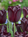 Tulip HOT CHOCOLATE (Single Late) fall planting Bulbs CARIBBEAN GARDEN SEED