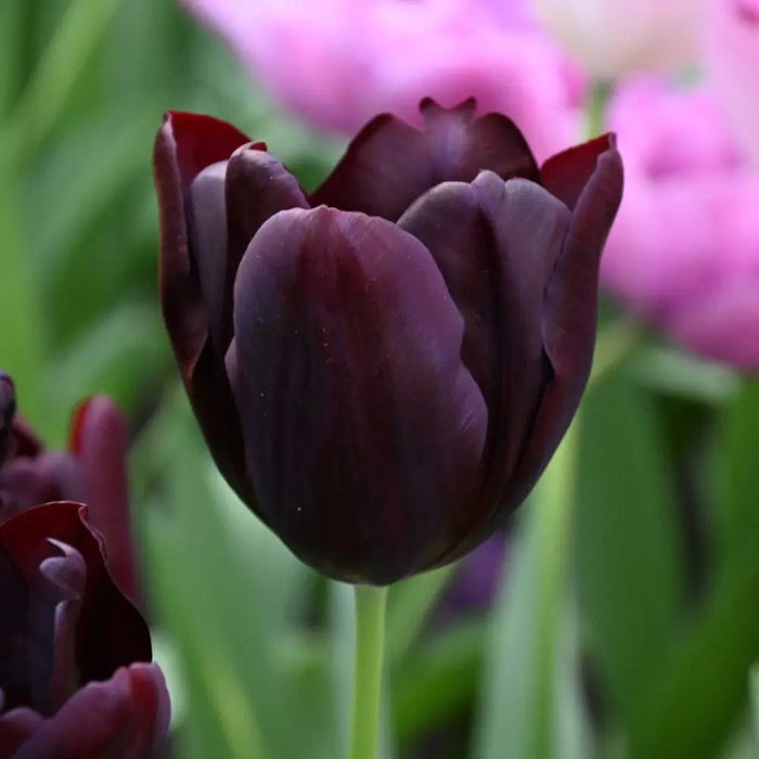 Tulip HOT CHOCOLATE (Single Late) fall planting Bulbs CARIBBEAN GARDEN SEED