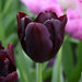 Tulip HOT CHOCOLATE (Single Late) fall planting Bulbs CARIBBEAN GARDEN SEED