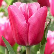 Tulip Jumbo pink -Bloom Mid Spring, fall planting (Copy) Caribbeangardenseed