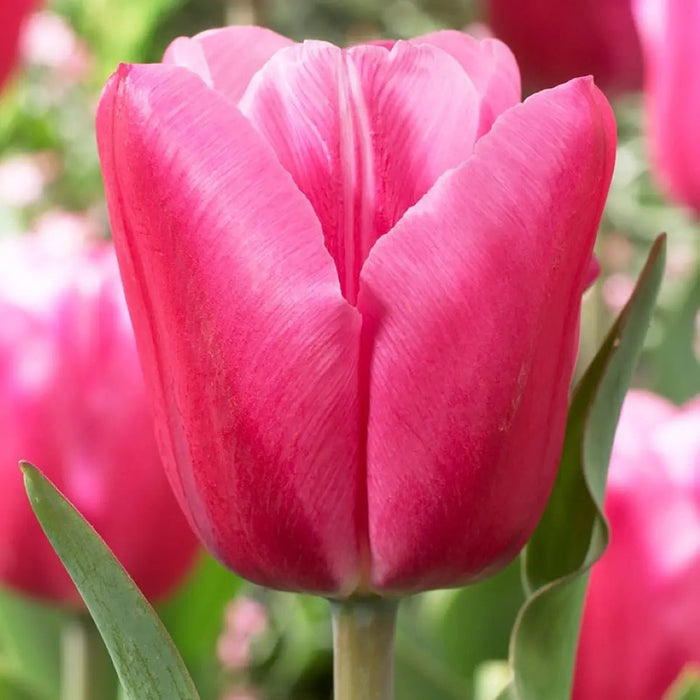 Tulip Jumbo pink -Bloom Mid Spring, fall planting (Copy) Caribbeangardenseed
