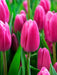 Tulip Jumbo pink -Bloom Mid Spring, fall planting (Copy) Caribbeangardenseed