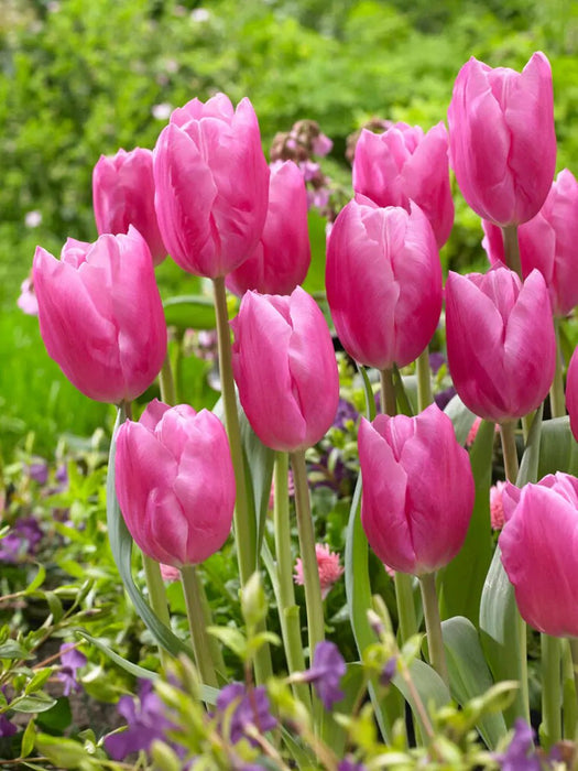Tulip Jumbo pink -Bloom Mid Spring, fall planting (Copy) Caribbeangardenseed