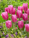 Tulip Jumbo pink -Bloom Mid Spring, fall planting (Copy) Caribbeangardenseed