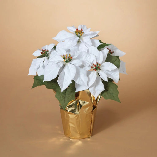 WHITE Poinsettias LIVE PLANS, 3'POT - Beautiful Holiday Houseplant CARIBBEAN GARDEN SEED