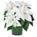 WHITE Poinsettias LIVE PLANS, 3'POT - Beautiful Holiday Houseplant CARIBBEAN GARDEN SEED
