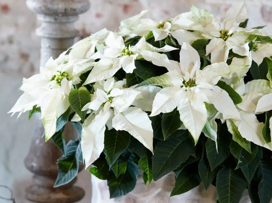 WHITE Poinsettias LIVE PLANS, 3'POT - Beautiful Holiday Houseplant CARIBBEAN GARDEN SEED