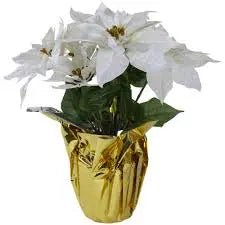 WHITE Poinsettias LIVE PLANS, 3'POT - Beautiful Holiday Houseplant CARIBBEAN GARDEN SEED