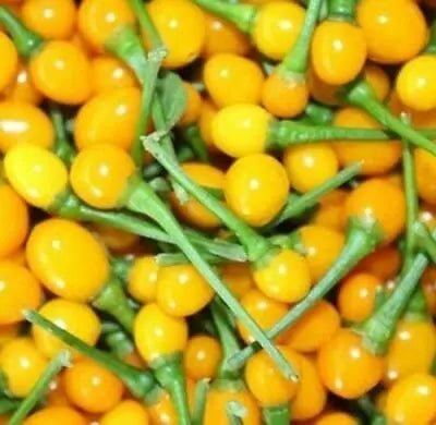 YOLLOW WIRI WIRI PEPPER (Fresh Pods) CARIBBEAN PRODUCT ,FROM GUYANA Caribbeangardenseed