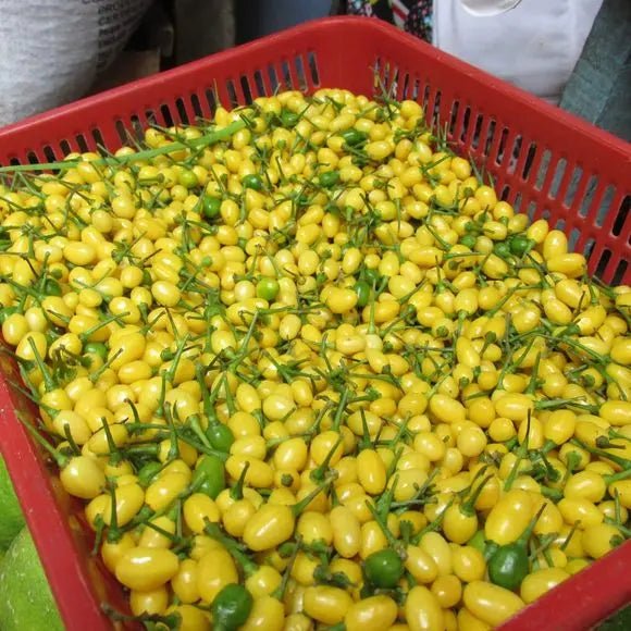 YOLLOW WIRI WIRI PEPPER (Fresh Pods) CARIBBEAN PRODUCT ,FROM GUYANA Caribbeangardenseed