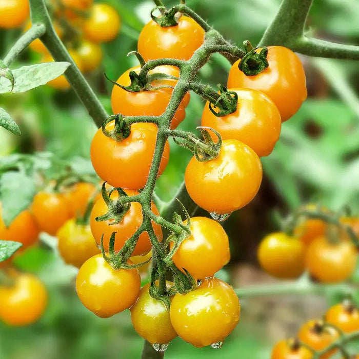 Tomato Seeds - Cherry - Patio Choice Yellow Hybrid AAS CARIBBEAN GARDEN SEED