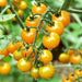 Tomato Seeds - Cherry - Patio Choice Yellow Hybrid AAS CARIBBEAN GARDEN SEED