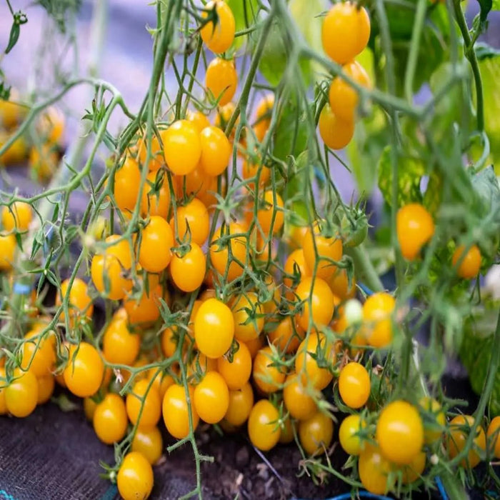 Tomato Seeds - Cherry - Patio Choice Yellow Hybrid AAS CARIBBEAN GARDEN SEED