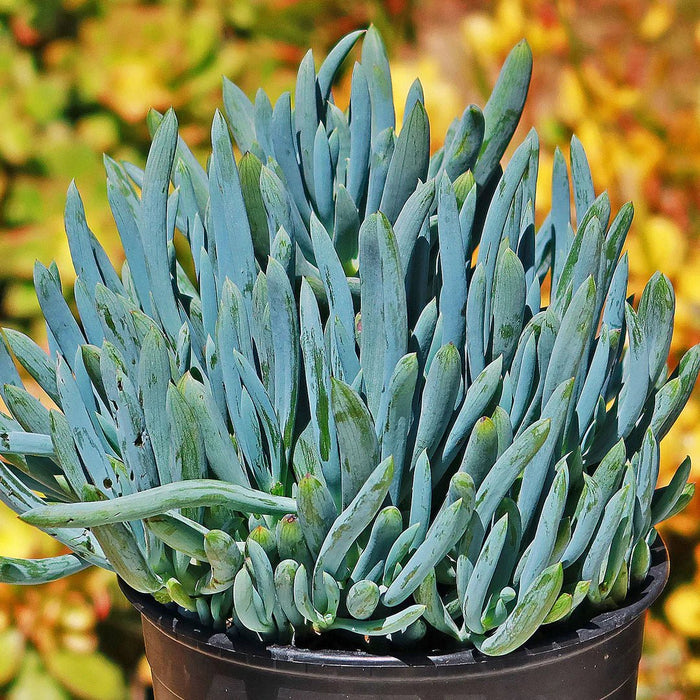 Blue Chalksticks (LIVE STARTER PLANT) Succulents Houseplant - Caribbean garden seed