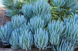 Blue Chalksticks (LIVE STARTER PLANT) Succulents Houseplant - Caribbean garden seed