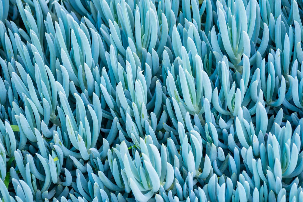Blue Chalksticks (LIVE STARTER PLANT) Succulents Houseplant - Caribbean garden seed