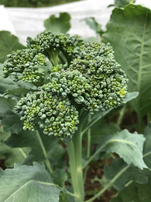 Broccoli Seeds - Waltham 29 - organic - Caribbean garden seed