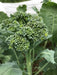 Broccoli Seeds - Waltham 29 - organic - Caribbean garden seed