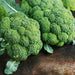 Broccoli Seeds - Waltham 29 - organic - Caribbean garden seed