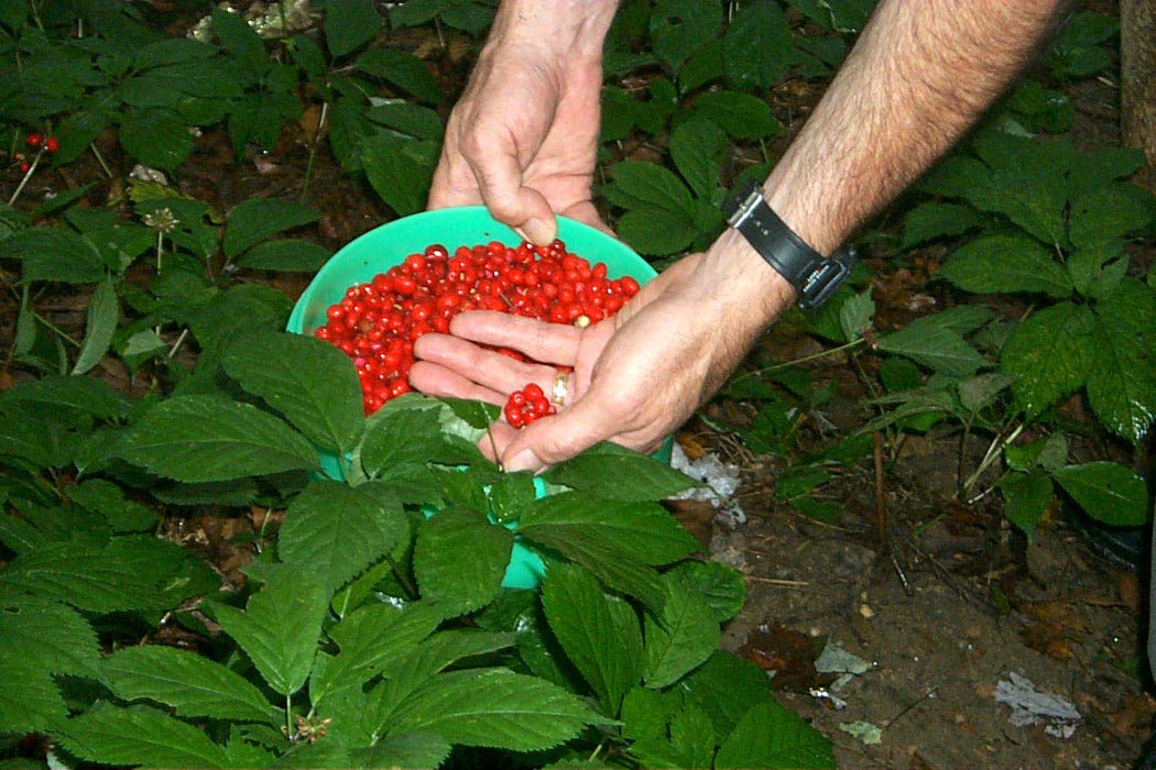 American Ginseng Seeds, Ready To Plant - Caribbean garden seed