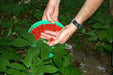 American Ginseng Seeds, Ready To Plant - Caribbean garden seed