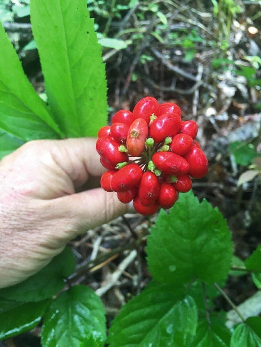 American Ginseng Seeds, Ready To Plant - Caribbean garden seed