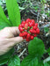 American Ginseng Seeds, Ready To Plant - Caribbean garden seed