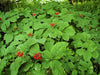 American Ginseng Seeds, Ready To Plant - Caribbean garden seed
