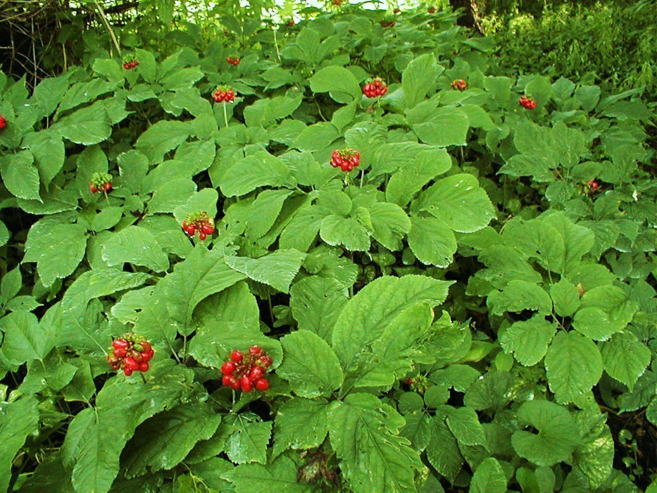 American Ginseng Seeds, Ready To Plant - Caribbean garden seed