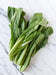Chinese Mustard Greens Seeds,Jie Cai, cold hardy asian vegetables - Caribbean garden seed