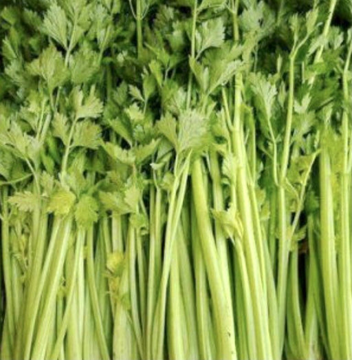 Chinese Celery Seeds -Light Green or Nan Ling Cutting, Asian vegetable - Caribbean garden seed