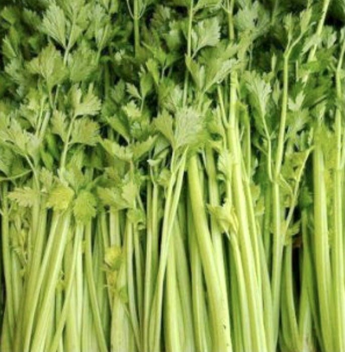 Chinese Celery Seeds -Light Green or Nan Ling Cutting, Asian vegetable - Caribbean garden seed
