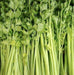 Chinese Celery Seeds -Light Green or Nan Ling Cutting, Asian vegetable - Caribbean garden seed