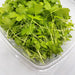 Chinese Celery Seeds -Light Green or Nan Ling Cutting, Asian vegetable - Caribbean garden seed