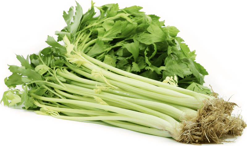 Chinese Celery Seeds -Light Green or Nan Ling Cutting, Asian vegetable - Caribbean garden seed