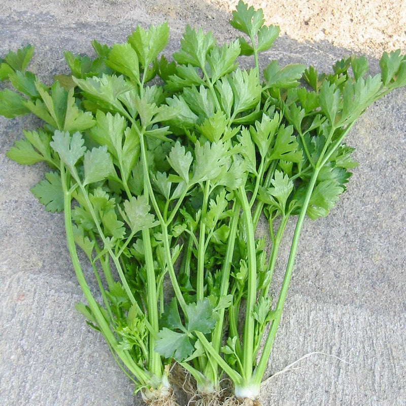 Chinese Celery Seeds -Light Green or Nan Ling Cutting, Asian vegetable - Caribbean garden seed