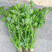 Chinese Celery Seeds -Light Green or Nan Ling Cutting, Asian vegetable - Caribbean garden seed