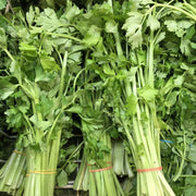 Chinese Celery Seeds -Light Green or Nan Ling Cutting, Asian vegetable - Caribbean garden seed