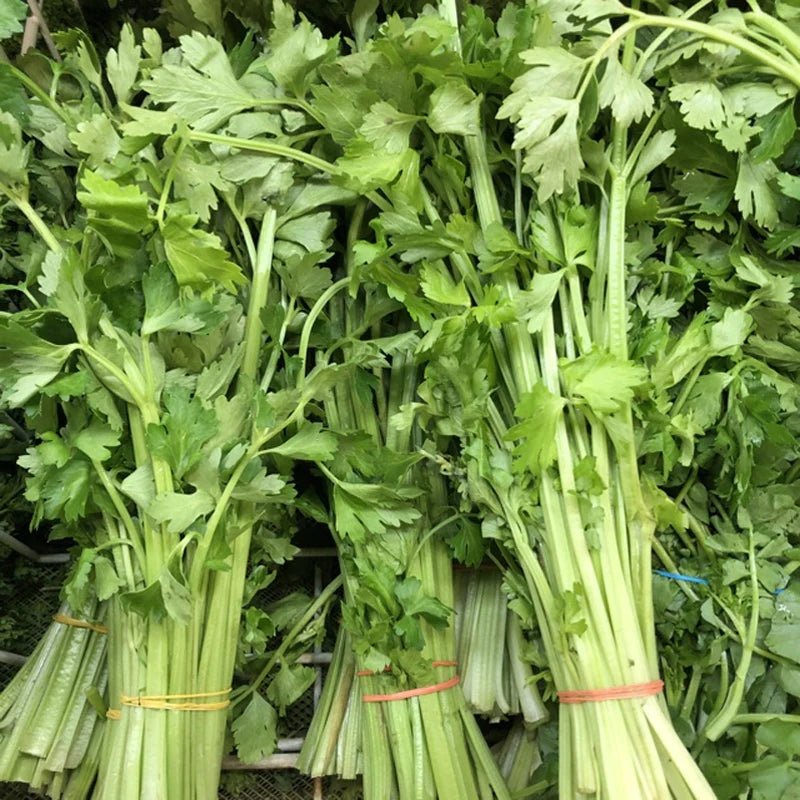 Chinese Celery Seeds -Light Green or Nan Ling Cutting, Asian vegetable - Caribbean garden seed