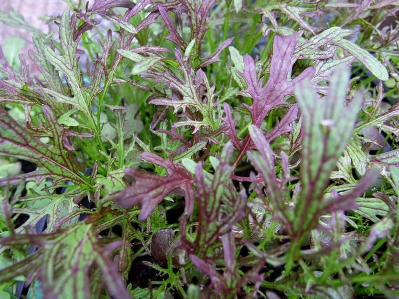 Mustard Seeds - Mizuna- Red Streaks - Caribbean garden seed